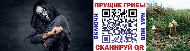 Купить  Мурино  Галлюциногенные грибы Cubensis 